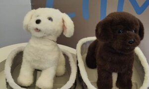 メンタルヘルスの未来を先取りするロボット、リルミロ