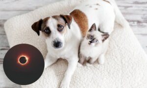 日食を見ることは動物にどのような影響を与えるのでしょうか?専門家が飼い主に警告