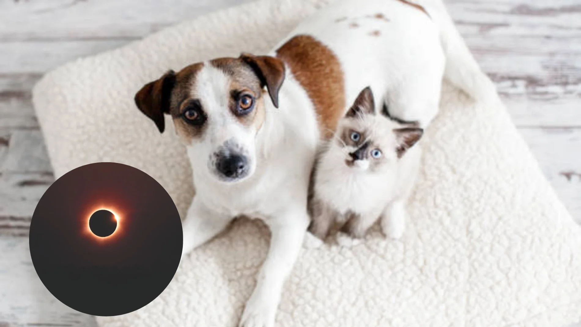 日食を見ることは動物にどのような影響を与えるのでしょうか?専門家が飼い主に警告