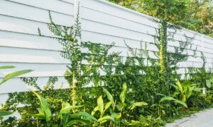 彼は近所の犬から庭を守るためにフェンスを設置したが、市議会から彼に連絡があった。