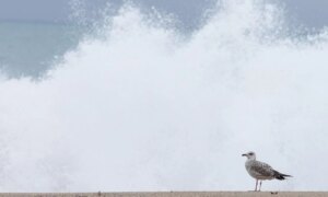 AEMET、カナリア諸島の暴風雨オースティンと DANA に対する警告：嵐の影響を最も受けた地域