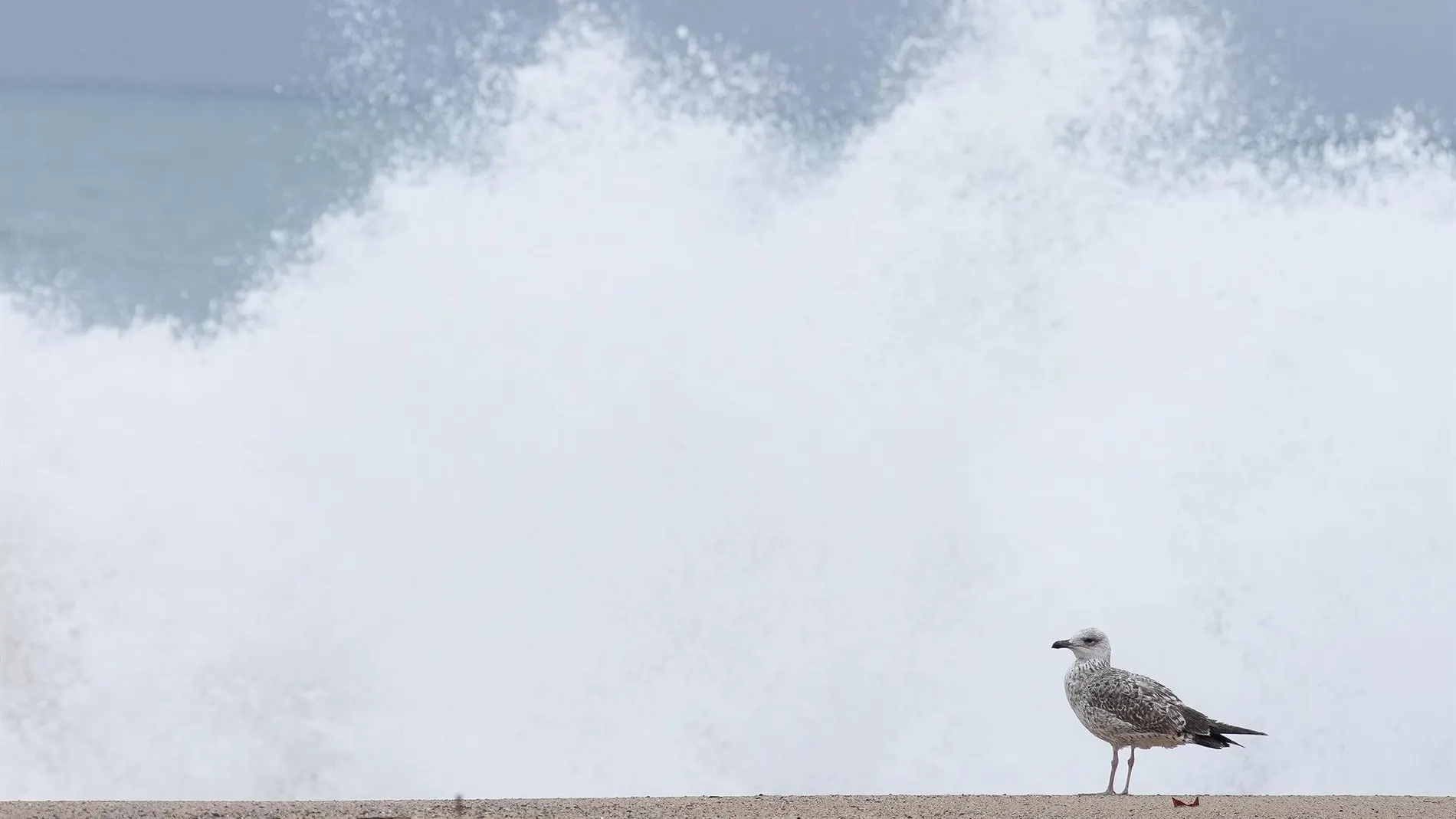 AEMET、カナリア諸島の暴風雨オースティンと DANA に対する警告：嵐の影響を最も受けた地域