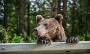 冗談が功を奏したのです！近所を怖がらせるためにクマの偽写真を作成したロシア人女性に罰金刑