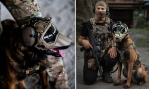 遺伝子操作された軍用犬: 米軍の未来